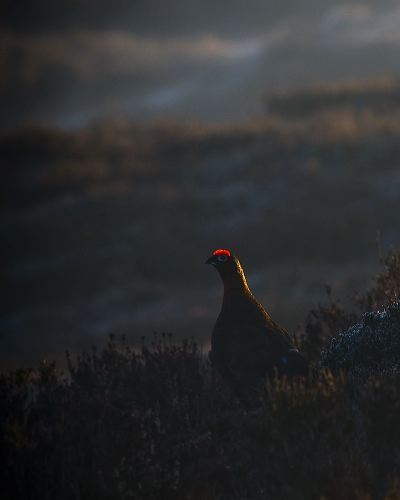 Male Red Grouse surveying the Moorland at Stanage  edge.